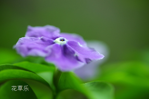 双色茉莉有什么作用？好一朵美丽的茉莉花，全世界都知道它！(茉莉花和双色茉莉)