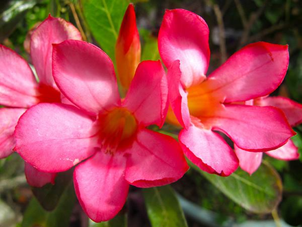 花语大全：沙漠玫瑰花语(沙漠之花花语)