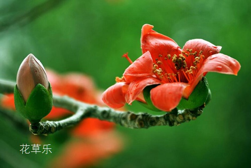 木棉花的花语及木棉花开的特征介绍(木棉花的花语及木棉花开的特征介绍图片)