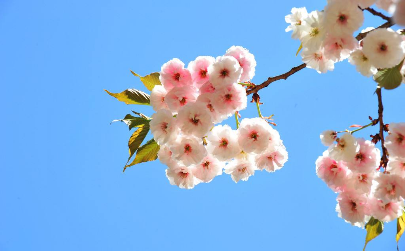 樱花的花语是什么呢？(樱花花的花语)