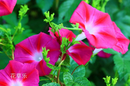 天上一颗牵牛星，地上一朵牵牛花：牵牛花的花语和传说(牵牛花的花语的意思是什么)