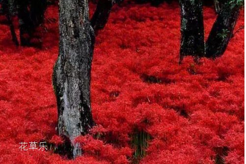 彼岸花为什么被称为邪恶的曼珠沙华呢？(曼珠沙华跟彼岸花是一个花吗)