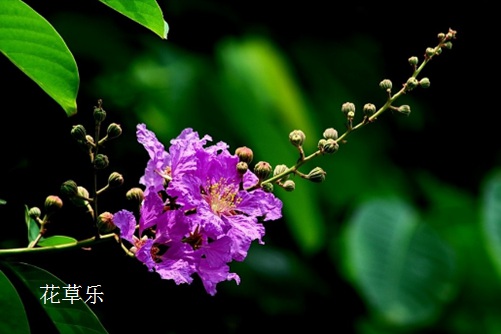 天上紫薇星，地下紫薇花-紫薇的花语与民间传说(紫薇花花语有几种说法)