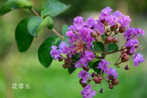 浑身是宝-紫薇花、紫薇叶、紫薇根、紫薇皮的药用价值与功效(紫薇花皮作用)