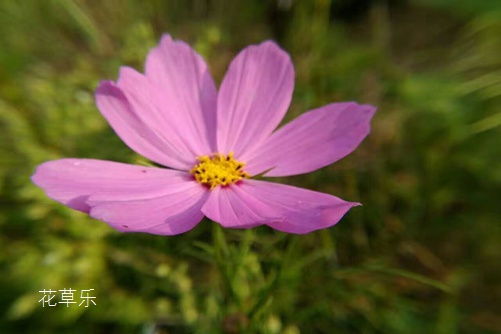 怜取眼前人：格桑花花语以及传说(怜花人有意取)