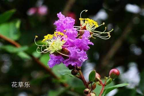 尔康,快来看看你的紫薇吧-紫薇花病虫害症状及防治方法