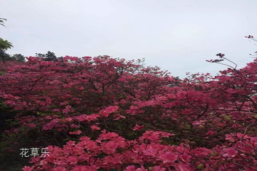 永远属于你：杜鹃花语