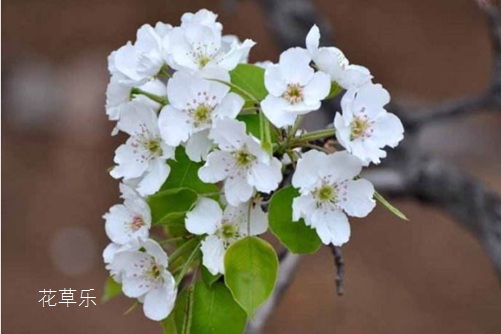 纯真的爱，永不分离：梨花的花语(雪梨花的花语)