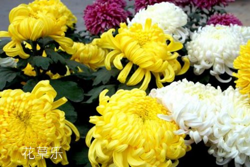 2017-08-10/菊花花语大全，其中雏菊花语含义最完美