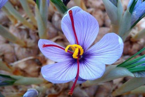 番红花花语，番红花 那是一朵美丽的花(番红花图片及花语)