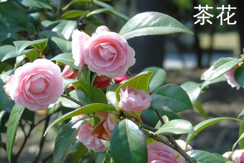 茶花和茶树的区别,茶花在中国“十大名花”中排名第八