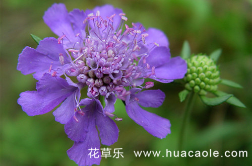 花语大全：紫盆花的花语是什么(紫色的花的花语是什么)