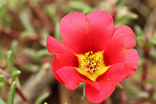 太阳花怎么种，太阳花图片欣赏(花卉太阳花图片)