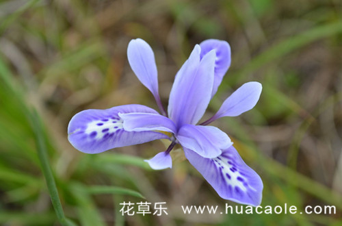 鸢尾花花语大全：各色鸢尾花花语是什么(鸢尾花的花语及寓意)