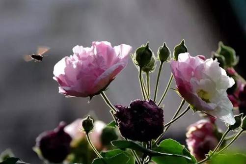 木芙蓉图片，千林扫作一番黄，只有芙蓉独自芳(千树扫作一番黄 只有芙蓉独自芳)