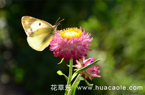 永恒的记忆麦秆菊的花语及传说(麦秆菊的寓意)