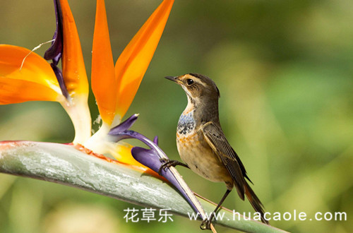 十二星座之射手座的花语：蝴蝶兰、天堂鸟花(天堂鸟之花对应星座)