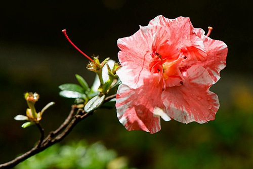 杜鹃花怎么养 能防治杜鹃花掉叶子和叶子发黄(杜鹃花生病了叶子发黄怎样救治)