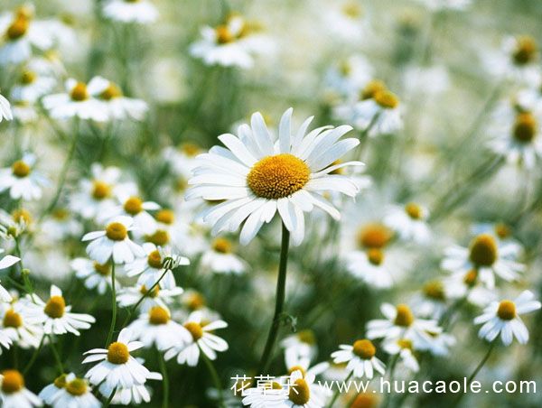 雏菊花语介绍，天真、和平、希望、纯洁的美、爱意(什么颜色雏菊的花语是坚强)