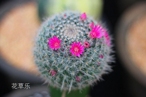 仙人球的花语寓意你知道吗？我知道后被深深感动了