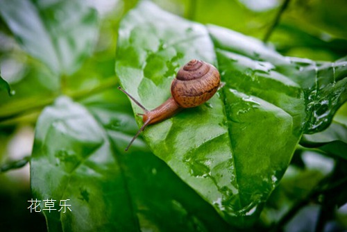 蜗牛是益虫还是害虫？蜗牛危害特点及防治措施(蜗牛是益虫还是害虫它的特点是什么)