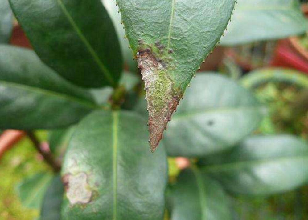 花草盆景病害防治 花卉发生炭疽病怎么治(园林植物炭疽病)