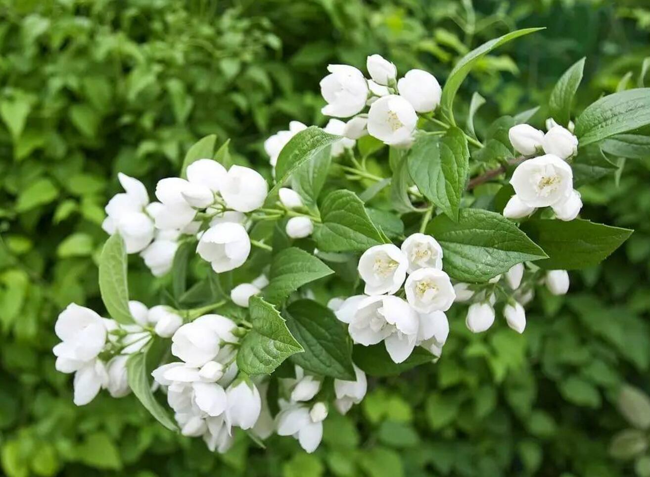 植物花语：茉莉花花语(茉莉鲜花花语)