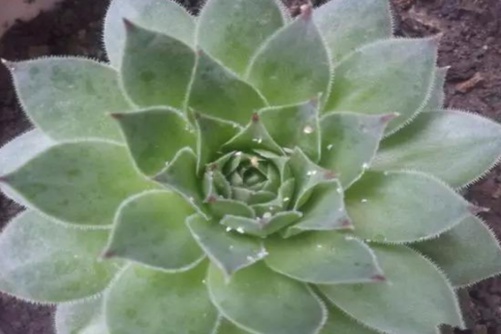 多肉植物得了介壳虫和胭脂虫怎么办？(多肉植物介壳虫如何防治)