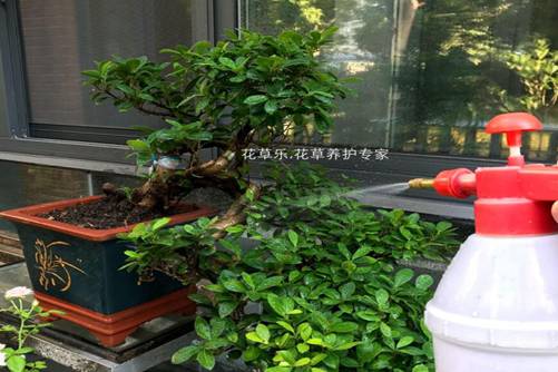 花卉盆景怎样安全度夏？6个技巧能让盆景枝繁叶茂