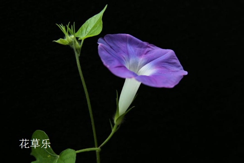 盆栽牵牛花怎么养?盆栽牵牛花的养殖技巧(牵牛花怎么种花)