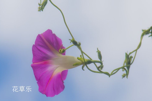 牵牛花有毒吗？牵牛花可以吃吗？(牵牛花能食用吗)