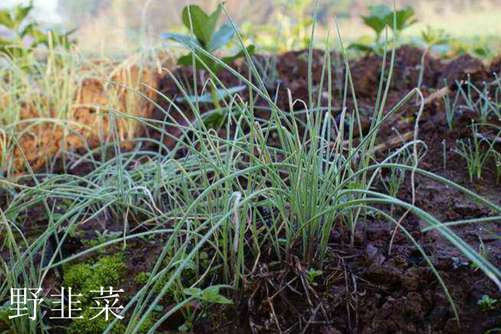 山韭菜和野韭菜有什么区别, 看叶子闻味道两招就能快速区分(跟韭菜一样的野菜)