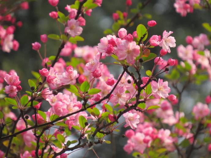 百开不厌，花中神仙唯有海棠