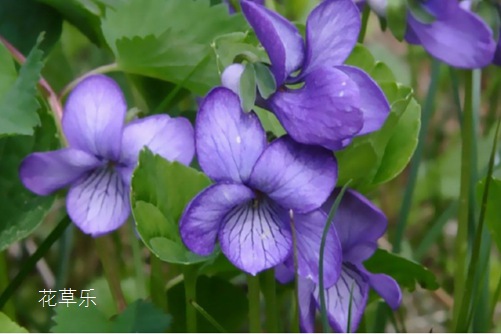 花语大全：紫罗兰花语和拿破仑与紫罗兰的传说(紫罗兰的花话)