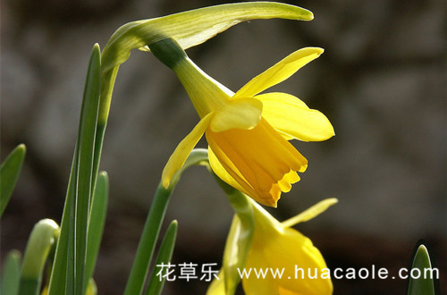 十二月花神之十二月花神水仙花花语和传说(十二月水仙花神图片)