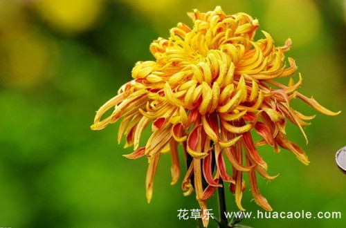 十二月花神之九月菊花花语和传说(九月菊的花语是什么)