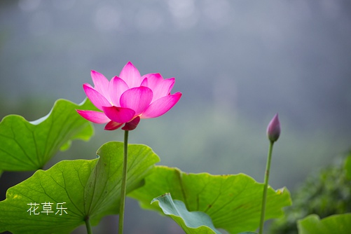 十二月花神之六月荷花花语和传说