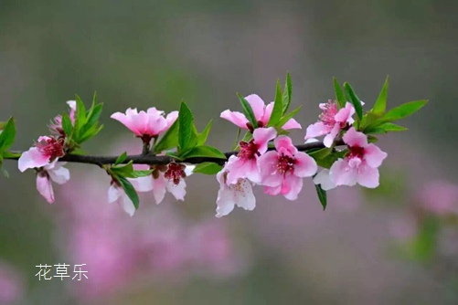 十二月花神之三月桃花花语和传说(十二月花及花语)