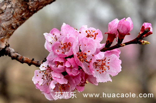 十二月花神之二月杏花花语及传说(十二花神 杏花)