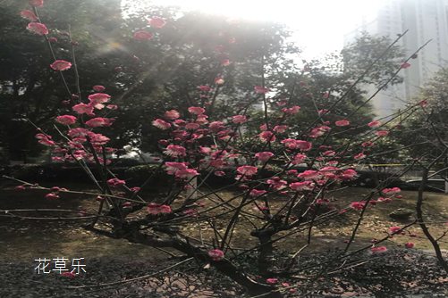 十二月花神之一月梅花花语及传说(花神十二月 正月梅花)