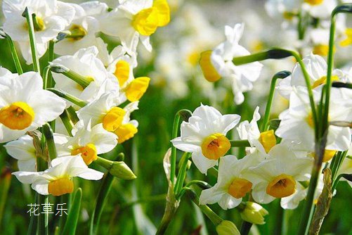 中国十大凄美之花花语及传说：水仙花花语和传说(花的神话传说及花语)