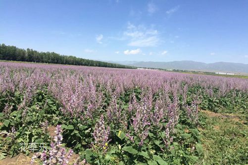 中国十大凄美之花花语及传说：薰衣草花语和传说