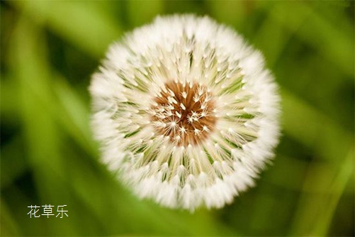 中国十大凄美之花花语及传说：蒲公英花语及传说