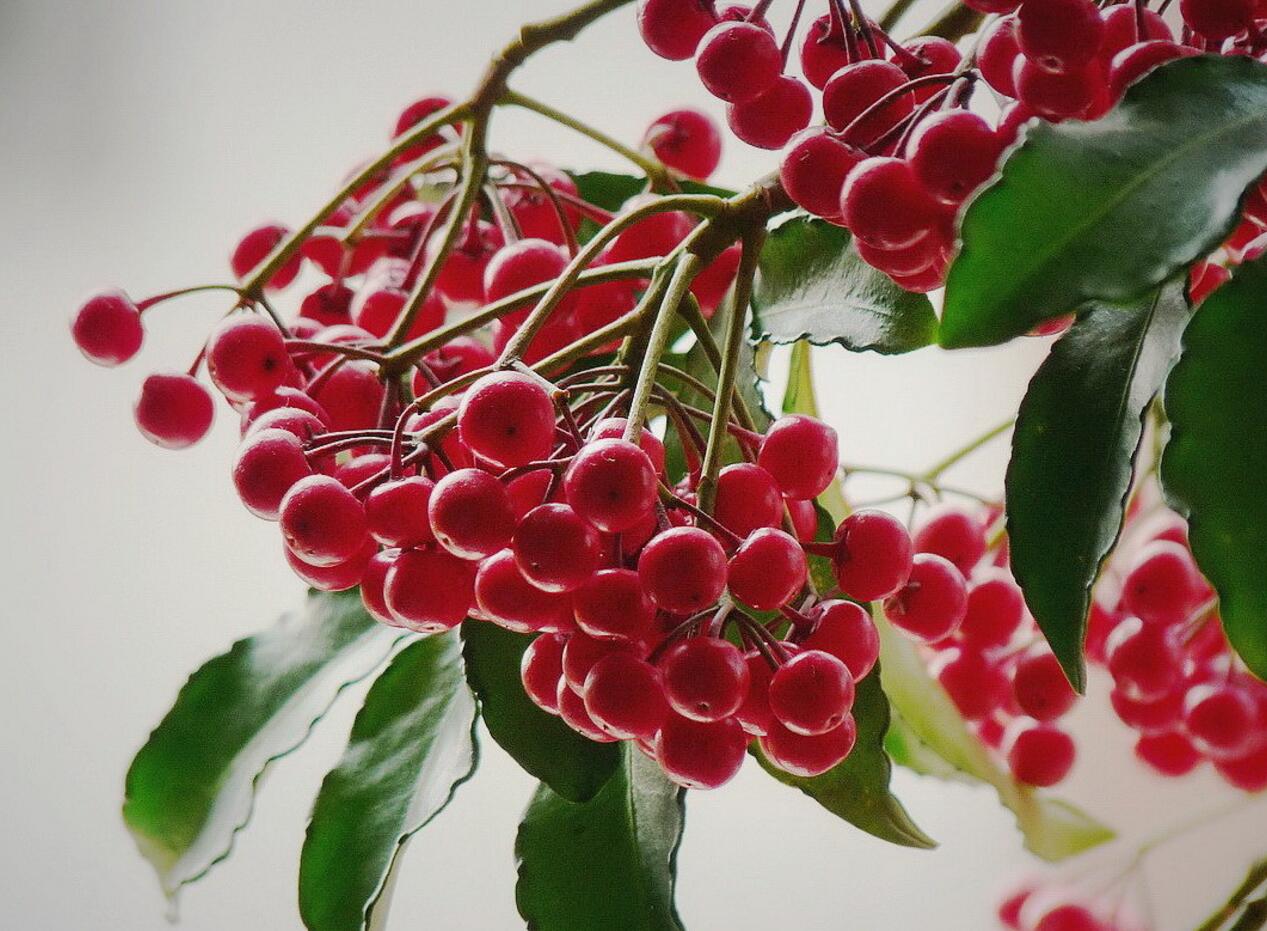 新春养这些花，让你时来运转旺旺旺(旺财的花卉)