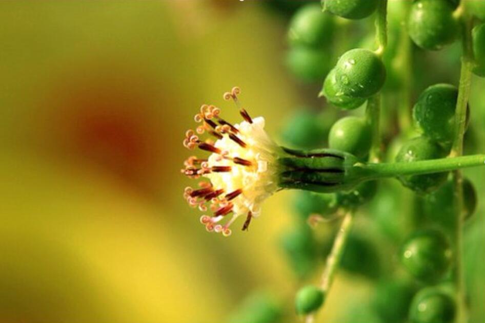 多肉珍珠吊兰什么时候开花,怎样养?(珍珠吊兰是多肉吗)