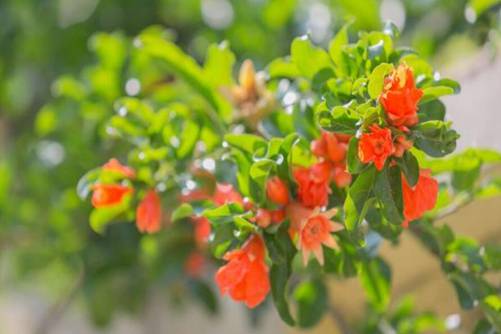 石榴花像什么，石榴花 一朵佳人在钗上，只疑烧却翠云鬟