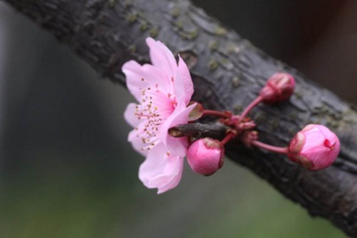 中国的国花是什么？牡丹or梅花 你最爱谁