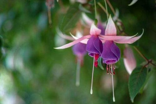 灯笼花花语，灯笼花满满的中国味(灯笼花的花语是什么意思)