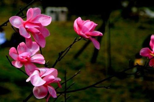 木兰花图片，怪得独饶脂粉态，木兰曾作女郎来(木兰花粉色)