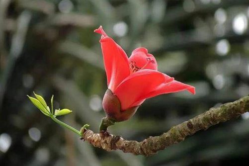 木棉花图片 几树半天红似染，居人云是木棉花